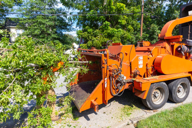 Tree Root Removal in Dravosburg, PA